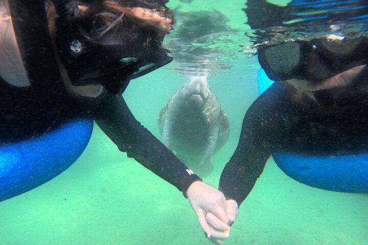 Private Manatee Swim Tour - Photo 1 of 7